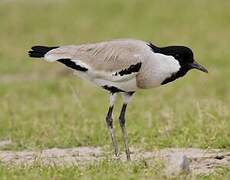 River Lapwing