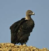 White-rumped Vulture