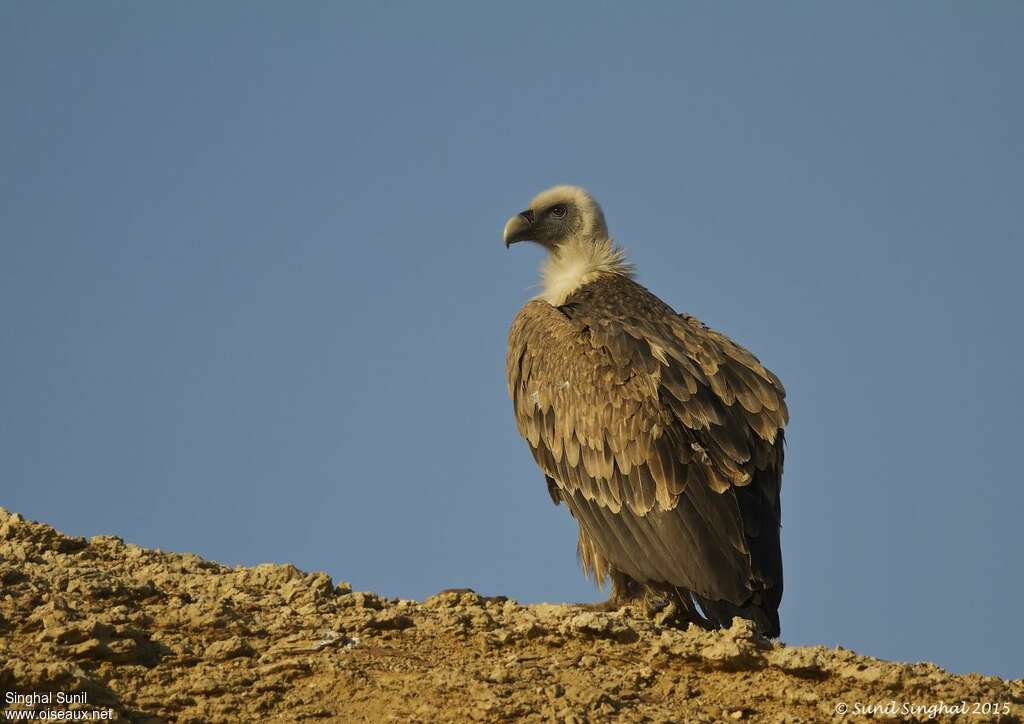 Griffon Vultureadult, identification