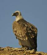 Griffon Vulture