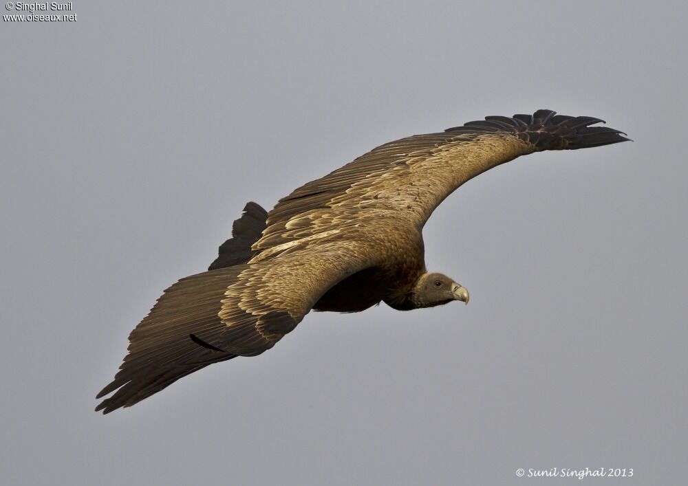 Indian Vulture, Flight