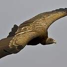 Vautour indien
