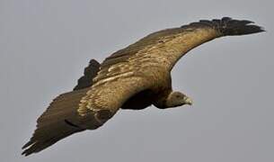 Indian Vulture