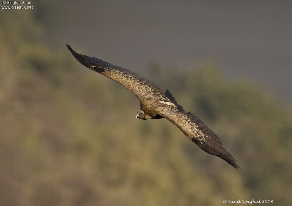 Vautour indien, Vol