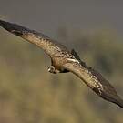 Vautour indien
