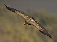 Indian Vulture