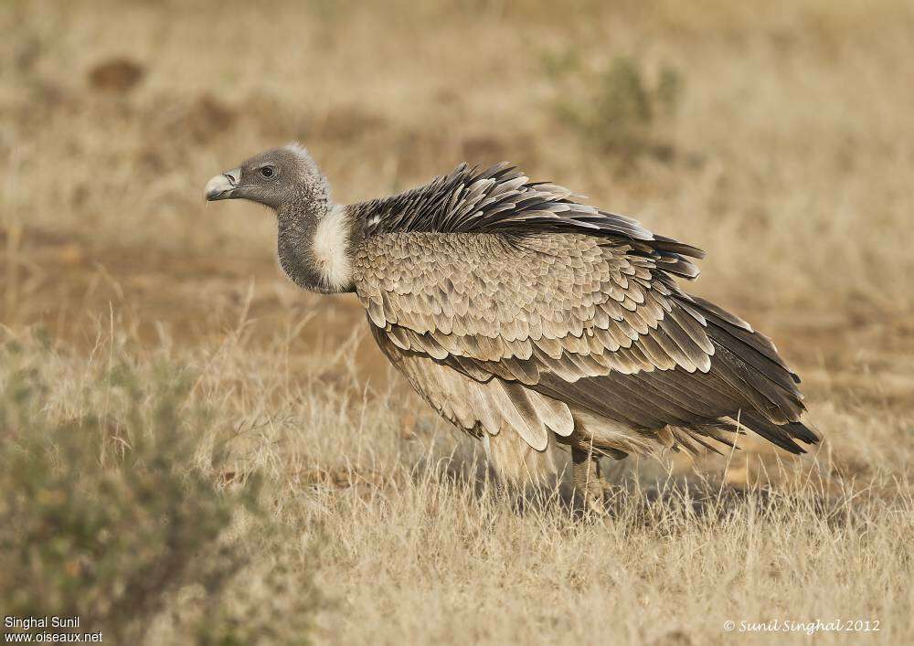 Vautour indien, identification