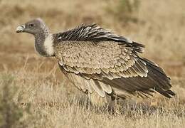 Indian Vulture