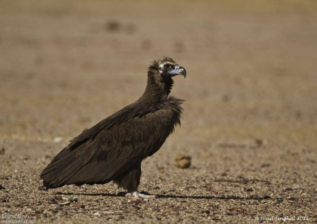 Vautour moineimmature, identification