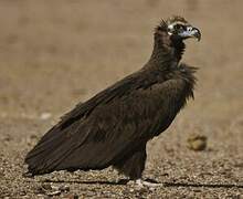 Cinereous Vulture