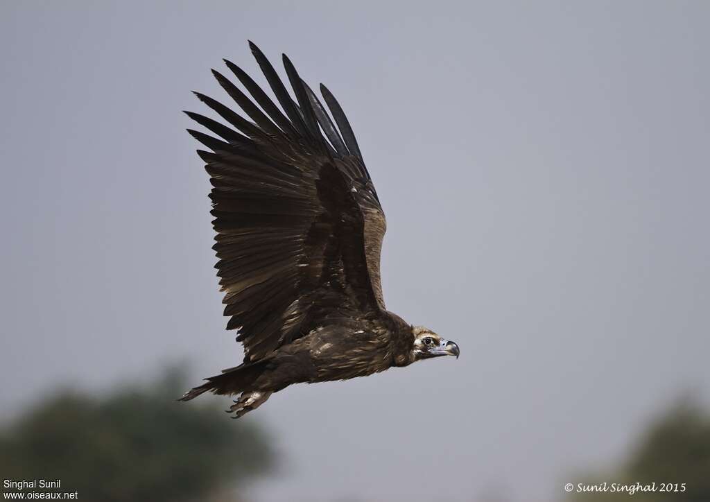 Cinereous Vultureadult, Flight