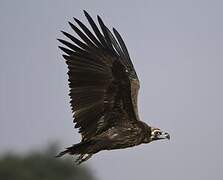 Cinereous Vulture