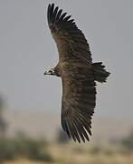 Cinereous Vulture