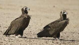 Cinereous Vulture