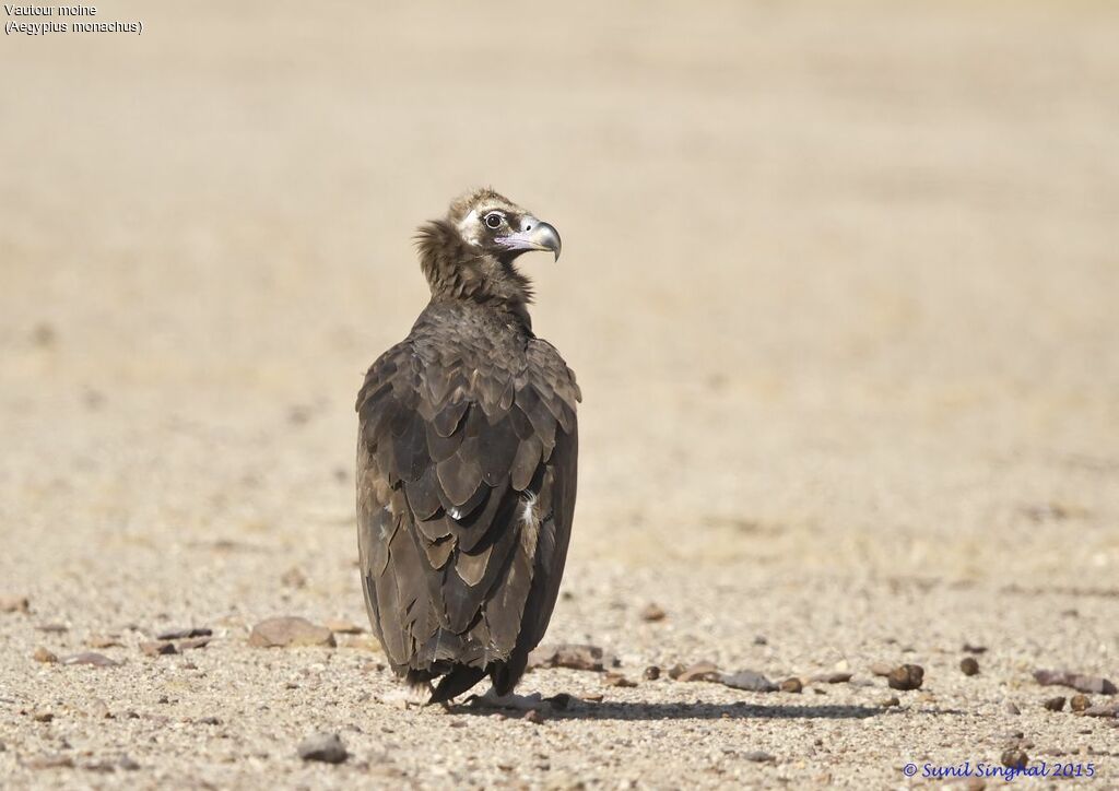 Vautour moineadulte, identification