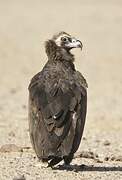 Cinereous Vulture