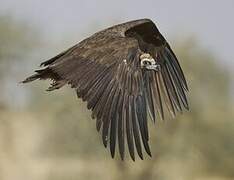 Cinereous Vulture