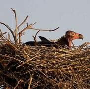 Red-headed Vulture