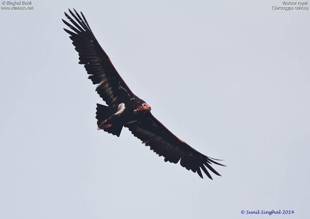 Red-headed Vulture female adult, Flight