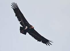 Red-headed Vulture