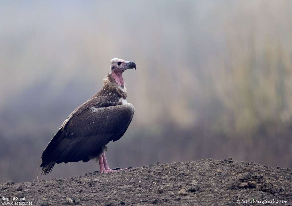 Vautour royalimmature, identification