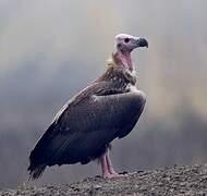 Red-headed Vulture