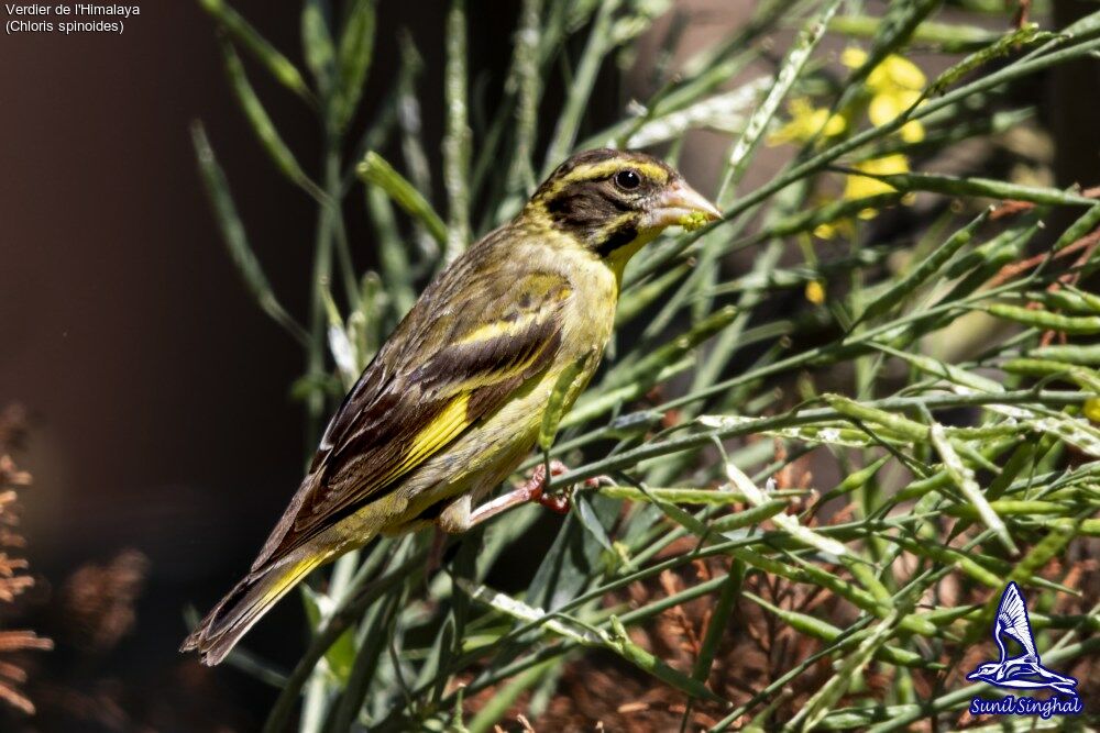 Verdier de l'Himalayaadulte, identification