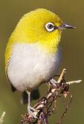 Indian White-eye