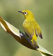 Indian White-eye