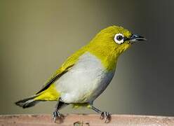 Indian White-eye