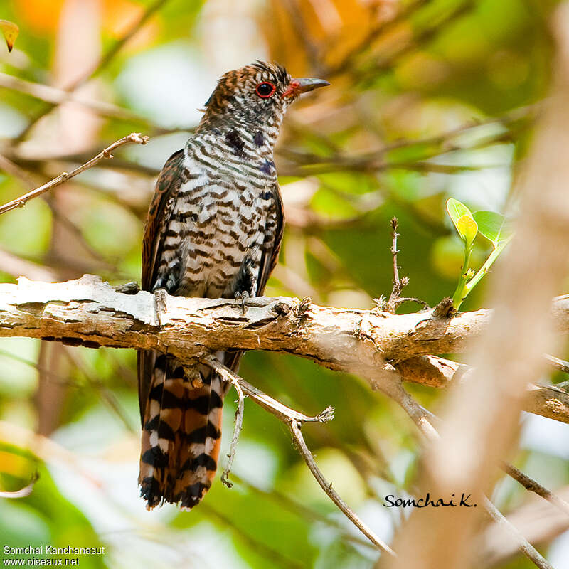 Violet Cuckoo male immature, identification