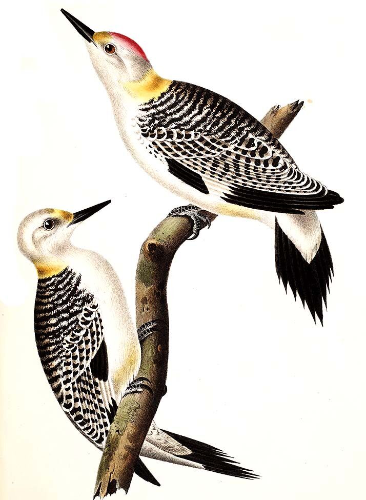 Golden-fronted Woodpecker