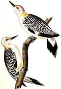 Golden-fronted Woodpecker