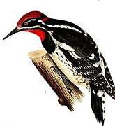 Red-naped Sapsucker