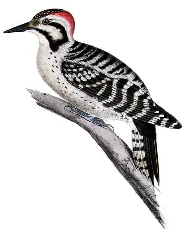 Ladder-backed Woodpecker