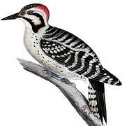 Ladder-backed Woodpecker