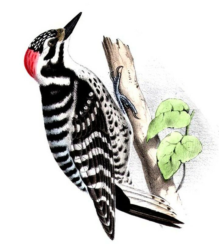 Nuttall's Woodpecker, identification