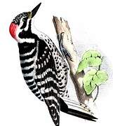 Nuttall's Woodpecker