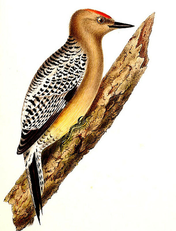 Gila Woodpecker