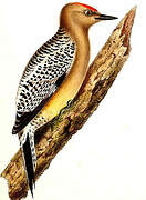 Gila Woodpecker