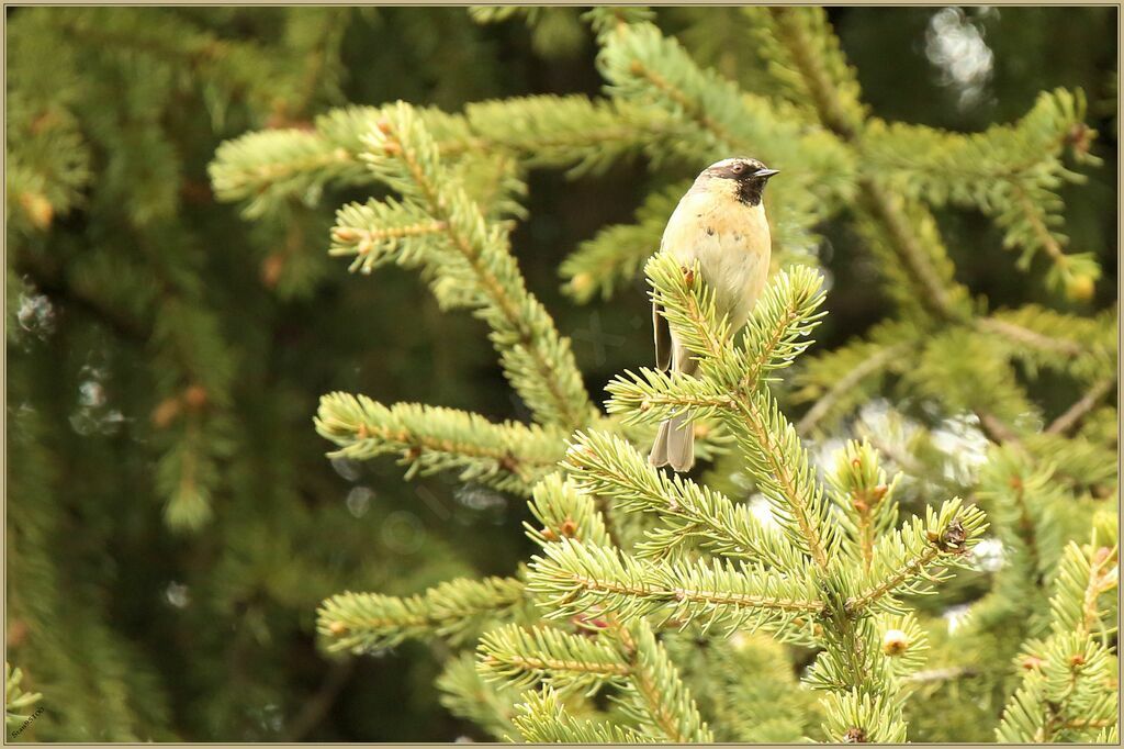 Black-throated Accentor male adult breeding