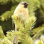 Black-throated Accentor