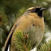 Black-throated Accentor