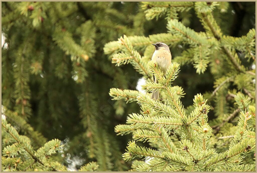 Black-throated Accentor male adult breeding