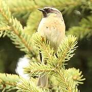 Black-throated Accentor