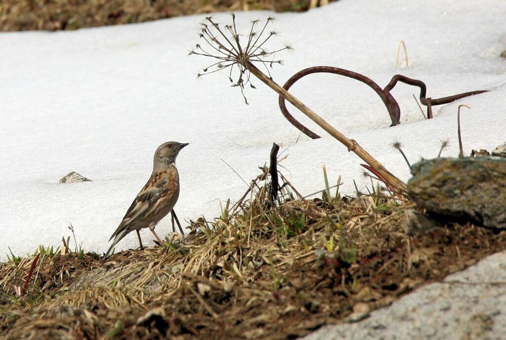 Altai Accentoradult