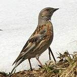 Accenteur de l'Himalaya