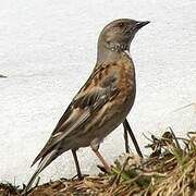 Altai Accentor