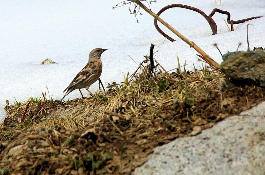 Altai Accentoradult