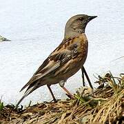 Altai Accentor